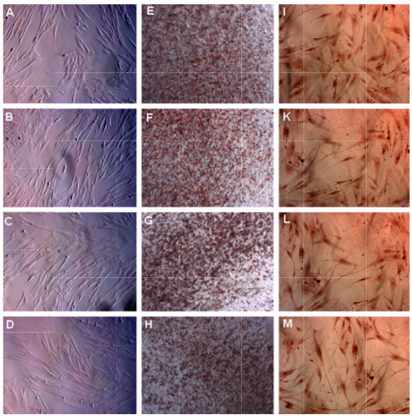 Figure 3
MSC s in the four groups successfully differentiated into adipocytes and osteoblasts in vitro