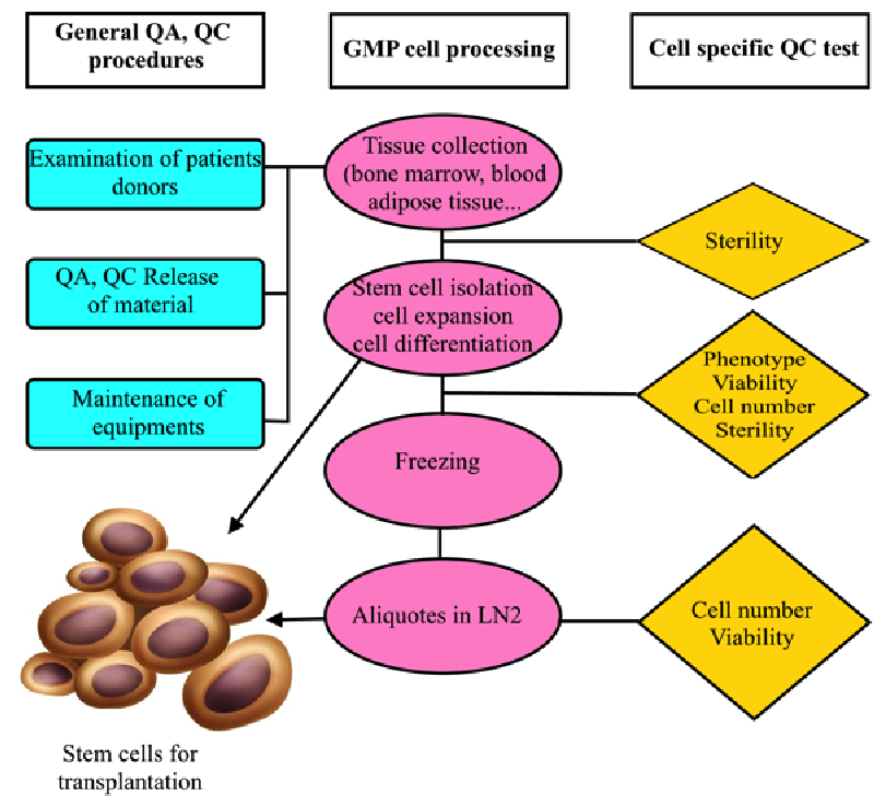 Figure 3
Flowchart of GMP-compliant production of MSCs for clinical application