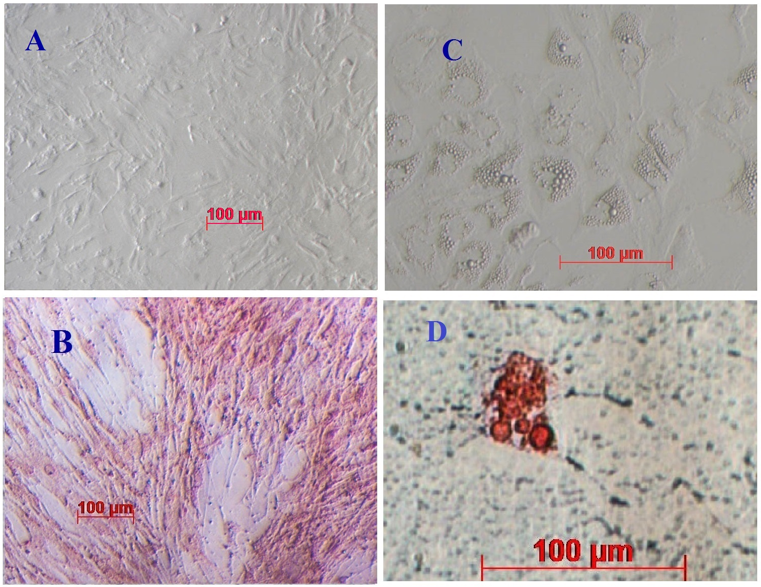 Figure 2
Cell morphology of mADSCs