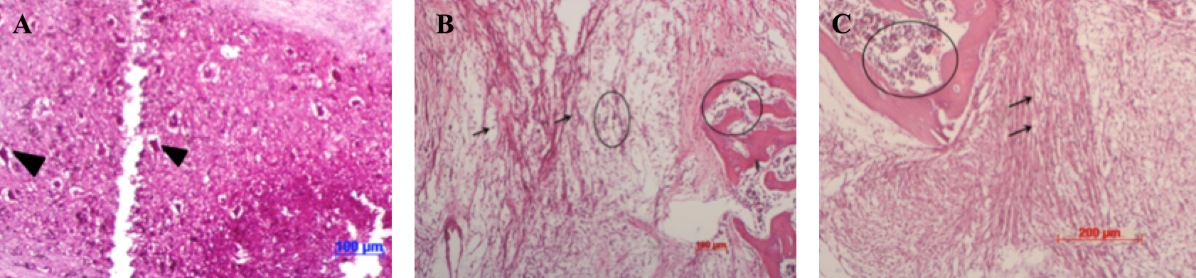 Figure 6
Damaged spinal cord tissue structures of mice with SCI after various treatments