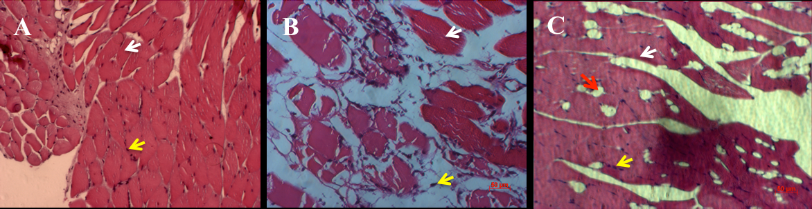 Figure 3
Histological evaluation of muscles